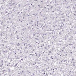 PLS1 Antibody, Novus Biologicals:Antibodies:Primary Antibodies