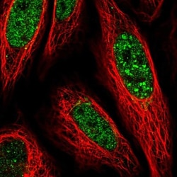 PLSCR4 Antibody, Novus Biologicals:Antibodies:Primary Antibodies