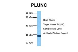PLUNC Antibody, Novus Biologicals 0.05mg; Unlabeled:Antibodies, Polyclonal
