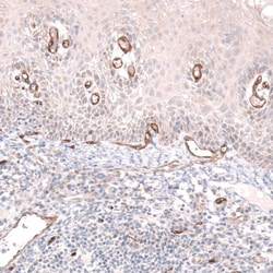 PLVAP Antibody, Novus Biologicals:Antibodies:Primary Antibodies