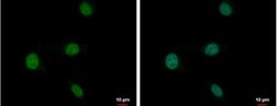 PLZF Antibody, Novus Biologicals 0.1mL; Unlabeled:Antibodies, Polyclonal