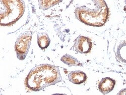 PMEL17/SILV Antibody (HMB45 + PMEL/783), Novus Biologicals 0.2mg; Unlabeled:Antibodies,