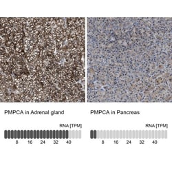 PMPCA Antibody, Novus Biologicals 0.1mL; Unlabeled:Antibodies, Polyclonal