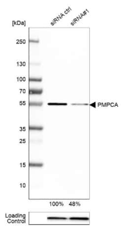 PMPCA Antibody, Novus Biologicals 0.1mL; Unlabeled:Antibodies, Polyclonal