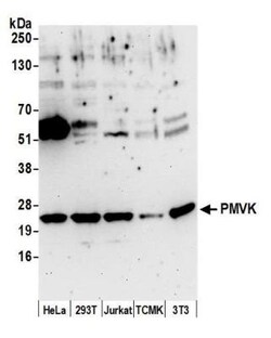 PMVK/phosphomevalonate kinase Rabbit anti-Human, Mouse, Polyclonal, Novus