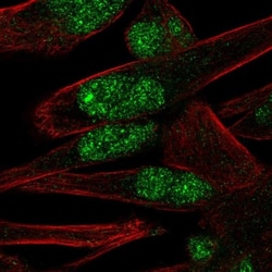 PNMA-like 1 Antibody, Novus Biologicals:Antibodies:Primary Antibodies
