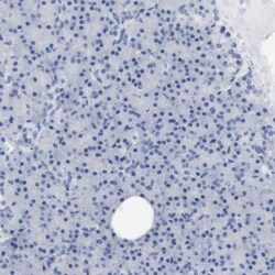 PNMA1 Antibody, Novus Biologicals 0.1mL; Unlabeled:Antibodies, Polyclonal