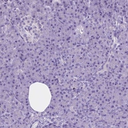 PNMA2 Antibody, Novus Biologicals 0.1mL; Unlabeled:Antibodies, Polyclonal