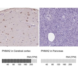 PNMA2 Antibody, Novus Biologicals 0.1mL; Unlabeled:Antibodies, Polyclonal