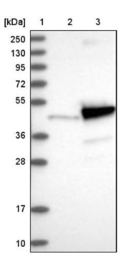 PNMA2 Antibody, Novus Biologicals 0.1mL; Unlabeled:Antibodies, Polyclonal