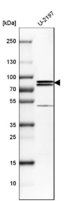 PNPLA8 Antibody, Novus Biologicals:Antibodies:Primary Antibodies