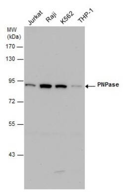 PNPT1 Antibody (4C11), Novus Biologicals 0.1mg; Unlabeled:Antibodies, Monoclonal