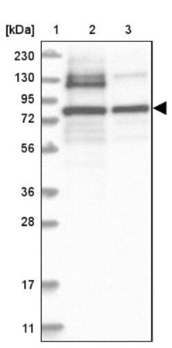 PNPT1 Antibody, Novus Biologicals 0.1mL; Unlabeled:Antibodies, Polyclonal