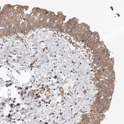 p23/PTGES3 Antibody, Novus Biologicals:Antibodies:Primary Antibodies