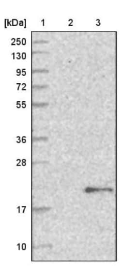 p23/PTGES3 Antibody, Novus Biologicals:Antibodies:Primary Antibodies