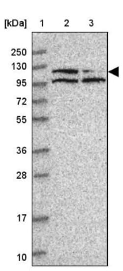 PNUTS/PPP1R10 Antibody, Novus Biologicals:Antibodies:Primary Antibodies