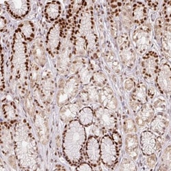 POLD3 Antibody, Novus Biologicals:Antibodies:Primary Antibodies