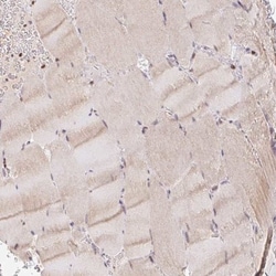 POLD3 Antibody, Novus Biologicals:Antibodies:Primary Antibodies
