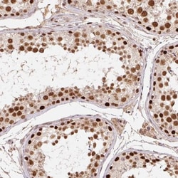 POLD3 Antibody, Novus Biologicals:Antibodies:Primary Antibodies