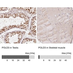 POLD3 Antibody, Novus Biologicals:Antibodies:Primary Antibodies