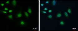 POLR2C Antibody, Novus Biologicals 0.1mL; Unlabeled:Antibodies, Polyclonal