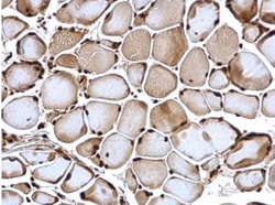 POLR2C Antibody, Novus Biologicals 0.1mL; Unlabeled:Antibodies, Polyclonal
