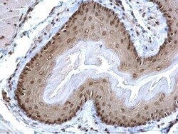 POLR2C Antibody, Novus Biologicals 0.1mL; Unlabeled:Antibodies, Polyclonal