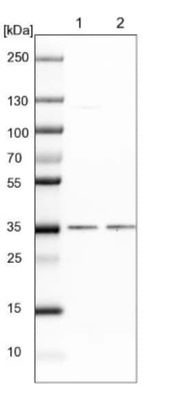 POLR2C Antibody, Novus Biologicals 0.1mL; Unlabeled:Antibodies, Polyclonal
