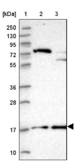 POLR2D Antibody, Novus Biologicals:Antibodies:Primary Antibodies