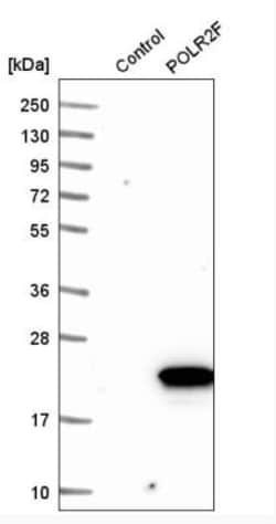 POLR2F Antibody, Novus Biologicals 0.1mL; Unlabeled:Antibodies, Polyclonal