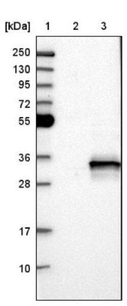 POLR3GL Antibody, Novus Biologicals:Antibodies:Primary Antibodies