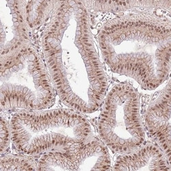 POLR3H Antibody, Novus Biologicals 0.1mL; Unlabeled:Antibodies, Polyclonal