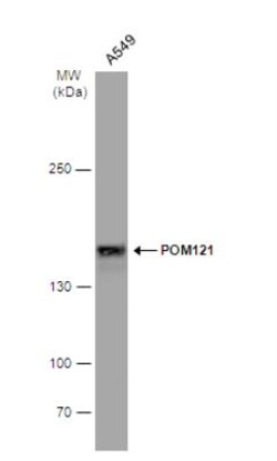 POM121 Antibody, Novus Biologicals 0.1mL; Unlabeled:Antibodies, Polyclonal