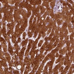 PON3 Antibody, Novus Biologicals:Antibodies:Primary Antibodies