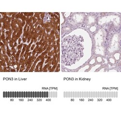 PON3 Antibody, Novus Biologicals:Antibodies:Primary Antibodies