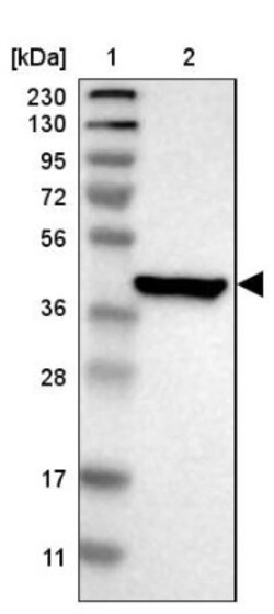 PON3 Antibody, Novus Biologicals:Antibodies:Primary Antibodies