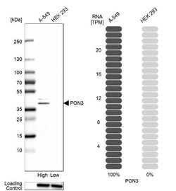 PON3 Antibody, Novus Biologicals:Antibodies:Primary Antibodies