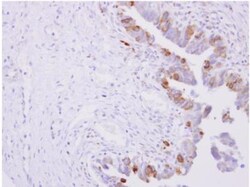 POR/Cytochrome P450 Reductase Antibody, Novus Biologicals 0.1mL; Unlabeled:Antibodies,