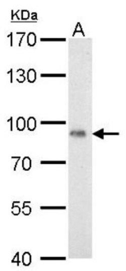 POR/Cytochrome P450 Reductase Antibody, Novus Biologicals 0.1mL; Unlabeled:Antibodies,