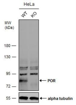POR/Cytochrome P450 Reductase Antibody, Novus Biologicals 0.1mL; Unlabeled:Antibodies,