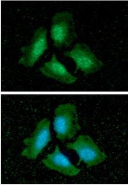 PP1 alpha/PPP1A Antibody (4G3) - BSA Free, Novus Biologicals 0.1mL; Unlabeled:Antibodies,