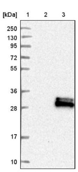 PP14/Glycodelin Antibody, Novus Biologicals:Antibodies:Primary Antibodies