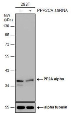PP2A alpha Antibody, Novus Biologicals 0.1mL; Unlabeled:Antibodies, Polyclonal