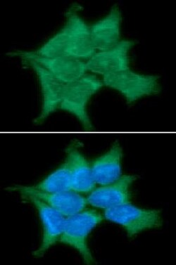 PP2C gamma/PPM1G Antibody (k1G6) - BSA Free, Novus Biologicals 0.1mL; Unlabeled:Antibodies,