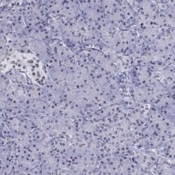PP2C gamma/PPM1G Antibody, Novus Biologicals 0.1mL; Unlabeled:Antibodies,