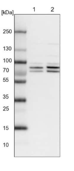 PP2C gamma/PPM1G Antibody, Novus Biologicals:Antibodies:Primary Antibodies