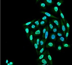 PP5 Antibody (12F7), Novus Biologicals 100&mu;g; Unlabeled:Antibodies,