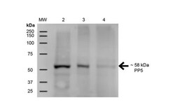 PP5 Antibody (12F7), Novus Biologicals 100&mu;g; Unlabeled:Antibodies,