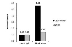 PPAR alpha/NR1C1 Antibody, Novus Biologicals 0.1 mL | Buy Online | Novus Biologicals | Fisher Scientific