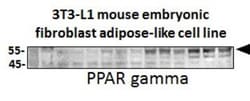 PPAR gamma/NR1C3 Rabbit anti-Human, Mouse, Rat, Polyclonal, Novus Biologicals